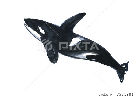 墨絵 シャチ イラスト 動物の写真素材