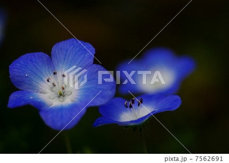 ネモフィラ 背丈の低い花 ブルー 初夏の花の写真素材