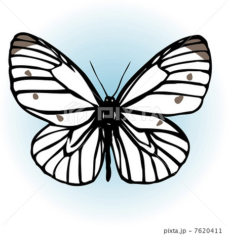 蝶 イラストレーション チョウチョウ 切り絵のイラスト素材
