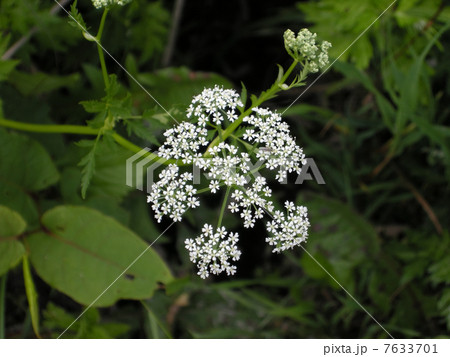 エゾボウフウ 花 霧ケ峰 セリ科の写真素材