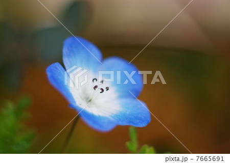 ネモフィラ 背丈の低い花 ブルー 初夏の花の写真素材