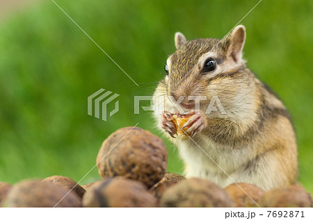 リス 頬袋 横顔 動物の写真素材