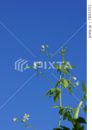 花 フウセンカズラ 季語 フウセンカズラ属 つる植物の写真素材