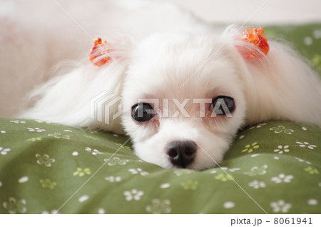 動物 犬 マルチーズ 昼寝の写真素材 - PIXTA