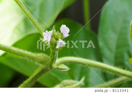 大豆の花の写真素材