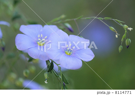 アマ 花 麻の原料 薄青色の写真素材