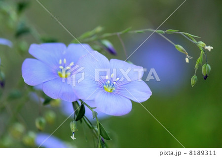 アマ 花 麻の原料 薄青色の写真素材