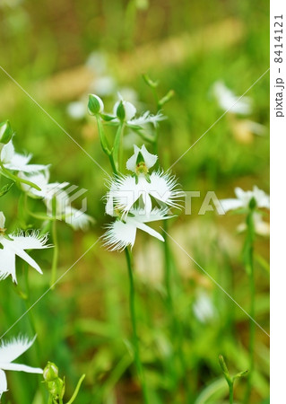 珍しい形の花 白鷺に似た姿のサギソウの花と蕾複数 縦位置の写真素材