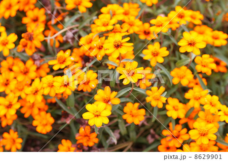 ジニアリネアリスの写真素材