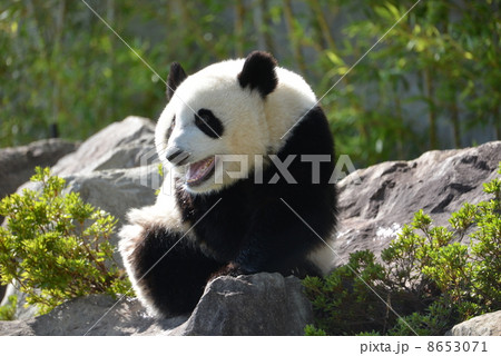 パンダ 吠える 動物 動物園の写真素材