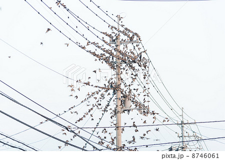 鳥害対策 群れ 糞 電柱の写真素材