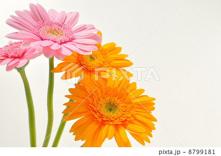 ガーベラ 花 オレンジ色 複数の写真素材