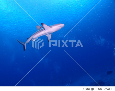 オグロメジロザメの写真素材