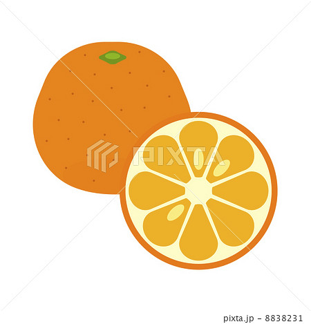 いよかんのイラスト素材