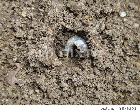 虫 幼虫 土 潜るの写真素材