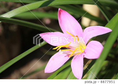 玉すだれ 花の写真素材