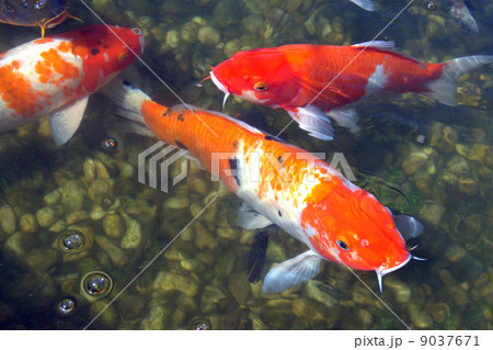 鯉 コイ 魚類 オレンジ色の写真素材 - PIXTA