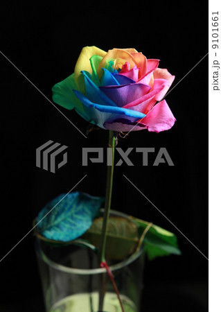 七色のバラ 珍しい薔薇の写真素材 七色のバラ 珍しい薔薇の写真素材