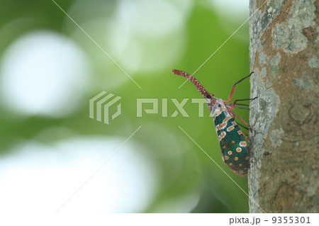 天狗びわはごろも 虫の写真素材