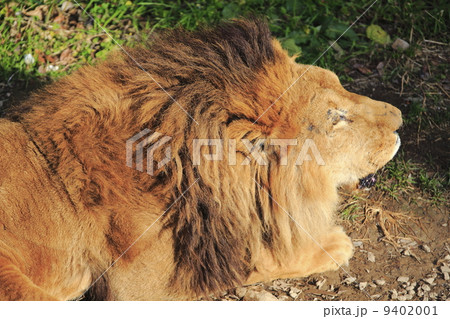 ライオン 猛獣 百獣の王 遠吠えの写真素材