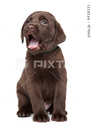 ラブラドール 茶色の写真素材 - PIXTA