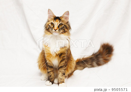 猫 座る メス 長毛の写真素材