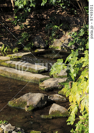 神田川の水源 水源 湧水 武蔵野市の写真素材