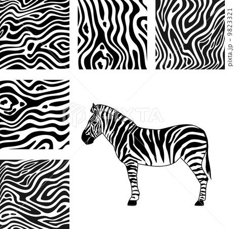 しまうま シマウマ ゼブラ 黒色のイラスト素材 - PIXTA