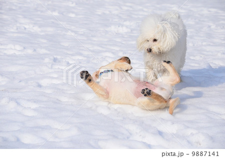 大型犬 犬 動物 降参の写真素材