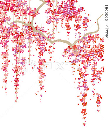 垂れ桜 地紋 しだれ桜のイラスト素材