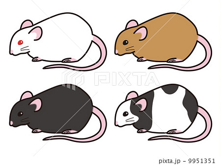 パンダマウス ネズミ パンダ ハツカネズミのイラスト素材
