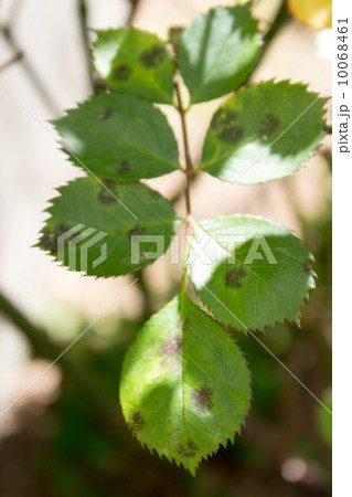 バラの黒点病 観葉植物の写真素材