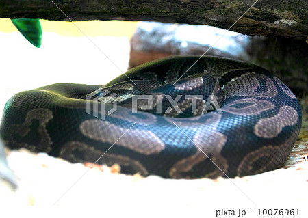 アナコンダ 怖い ヘビの写真素材