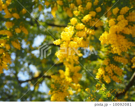 アヤシヤ 花 花粉の写真素材