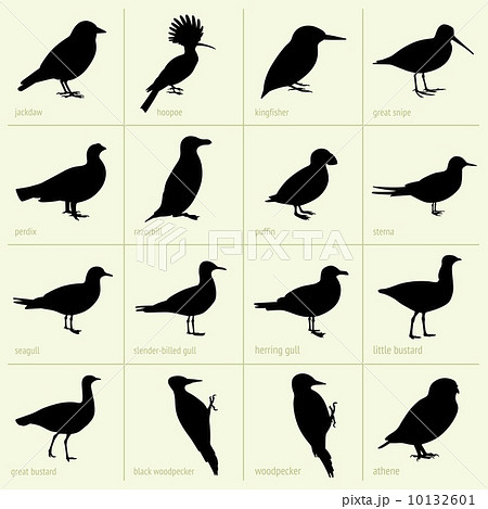 ベクター 鳥 カワセミ シルエットのイラスト素材