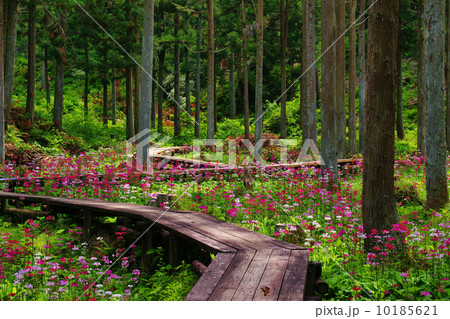 クリンソウの写真素材 - PIXTA クリンソウの写真素材 - PIXTA