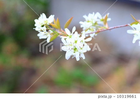 ラズベリーの花の写真素材