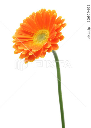 ガーベラ 花 一輪 オレンジの写真素材