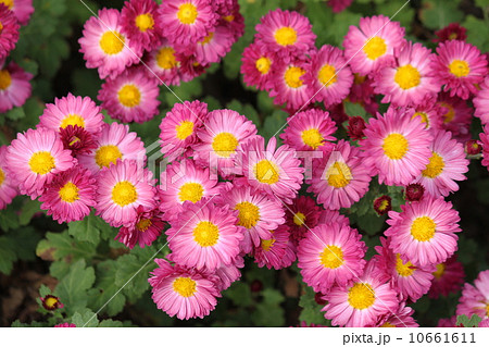 盆栽 秋の花 切り花 ピンク色の花 庭の花 菊の花の写真素材