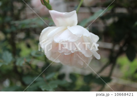 下向き 白いバラ 一輪の写真素材
