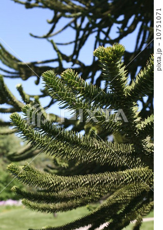 モンキーパズルツリー Araucaria Araucana ややこしかっ チリマツ 種子6個