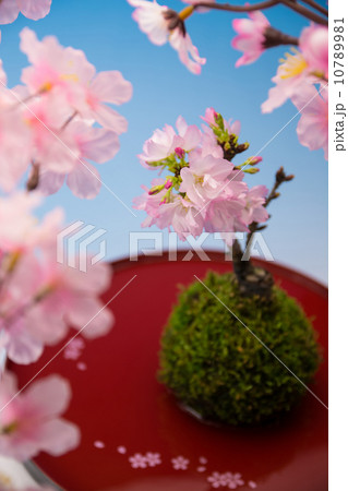 桜盆栽の写真素材 桜盆栽の写真素材