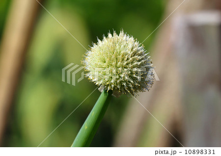 ねぎぼうず 玉ねぎの花 花 玉葱の写真素材