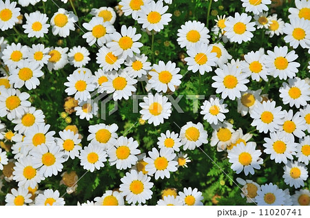 花 スノーボール 植物 キク科の写真素材