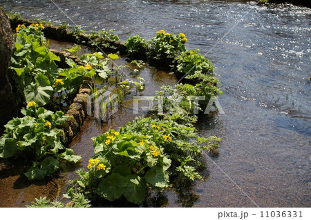 水辺の花の写真素材