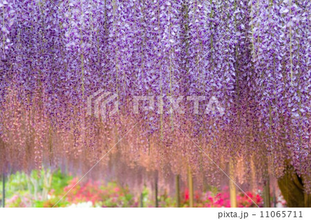 歓迎 花言葉 の写真素材