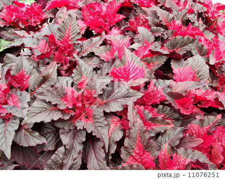 ハゲイトウ 花園 葉鶏頭 アマランサスの写真素材
