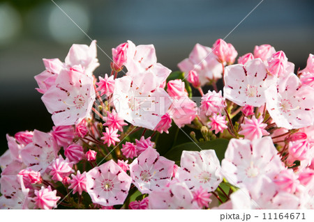 山月桂 花の写真素材