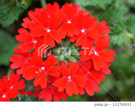 花びら５枚 植物 葉 赤い花 花びら 春の写真素材