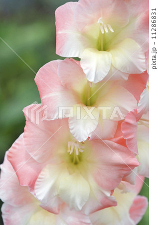 グラジオラス ピンクの花 初夏の花 球根植物の写真素材